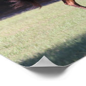 Bob Langrish | Baai Tennessee Walker aan de gang Poster (Hoek)