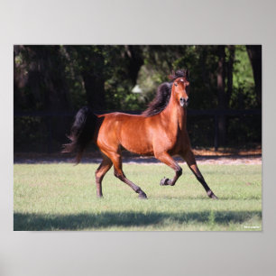 Bob Langrish Baai Tennessee Walker aan de gang Poster