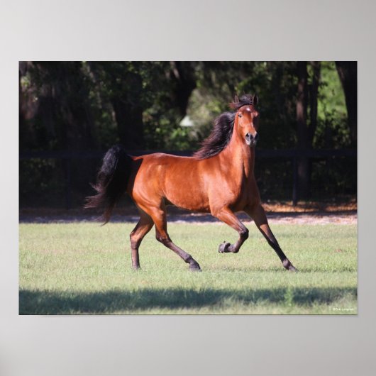 Bob Langrish | Baai Tennessee Walker aan de gang Poster (Voorkant)