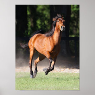 Bob Langrish Baai Tennessee Walker aan de gang Poster