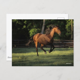 Bob Langrish   Baai van Andalucian Briefkaart