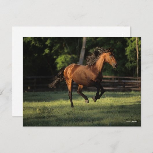 Bob Langrish | Baai van Andalucian Briefkaart (Voorkant / Achterkant)