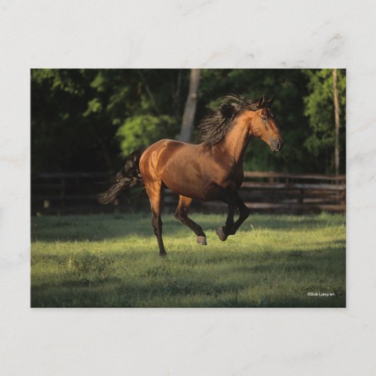 Bob Langrish | Baai van Andalucian Briefkaart (Voorkant)