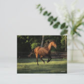 Bob Langrish | Baai van Andalucian Briefkaart (Staand voorkant)