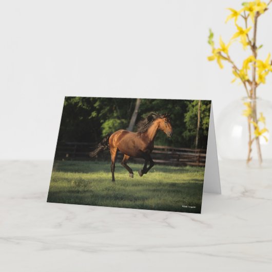 Bob Langrish | Baai van Andalucian Kaart (Gele Bloem)