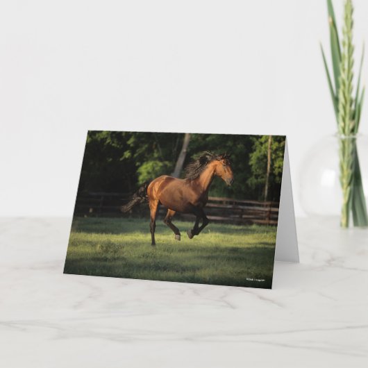 Bob Langrish | Baai van Andalucian Kaart (Voorkant)