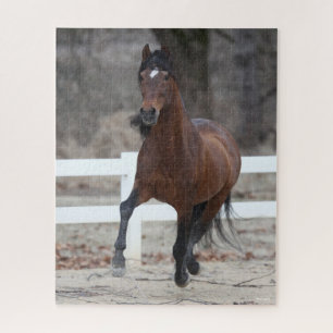 Bob Langrish   Baai van Andalucian Stallion aan de Legpuzzel