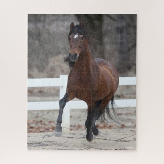 Bob Langrish | Baai van Andalucian Stallion aan de Legpuzzel (Verticaal)