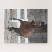 Bob Langrish | Baai van Andalucian Stallion aan de Legpuzzel (Horizontaal)