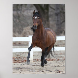 Bob Langrish Baai van Andalucian Stallion aan de Poster