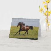 Bob Langrish | Baai van Lusitano Mare nabij het me Kaart (Gele Bloem)