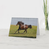 Bob Langrish | Baai van Lusitano Mare nabij het me Kaart (Voorkant)