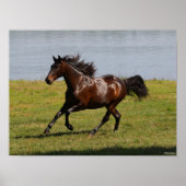Bob Langrish | Baai van Lusitano Mare nabij het me Poster (Voorkant)