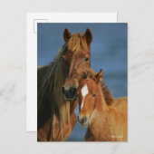 Bob Langrish | Banker Pony Mare and Foal Headshot Briefkaart (Voorkant / Achterkant)