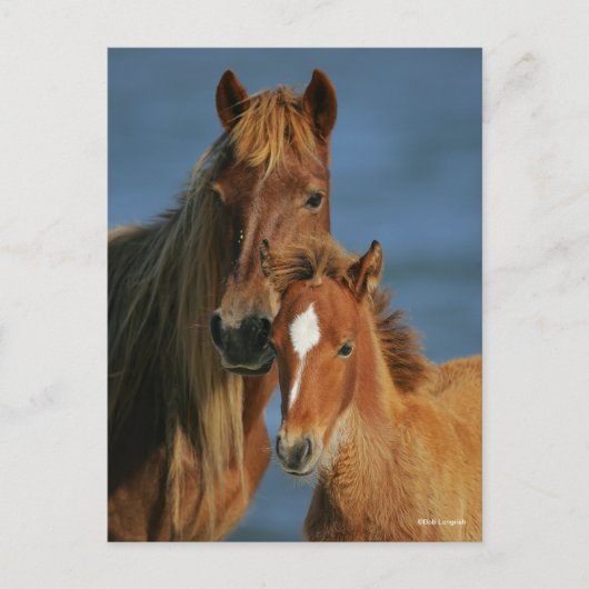 Bob Langrish | Banker Pony Mare and Foal Headshot Briefkaart (Voorkant)