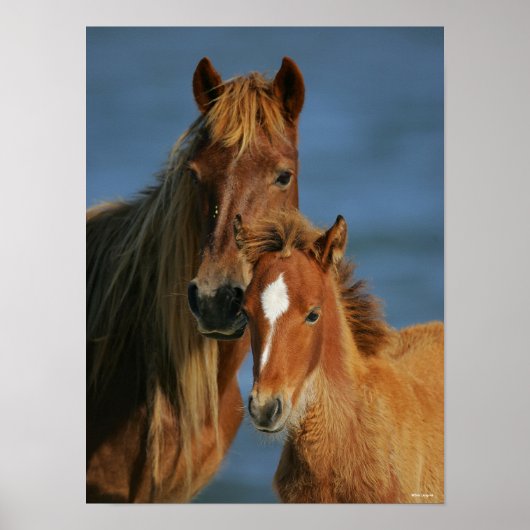 Bob Langrish | Banker Pony Mare and Foal Headshot Poster (Voorkant)