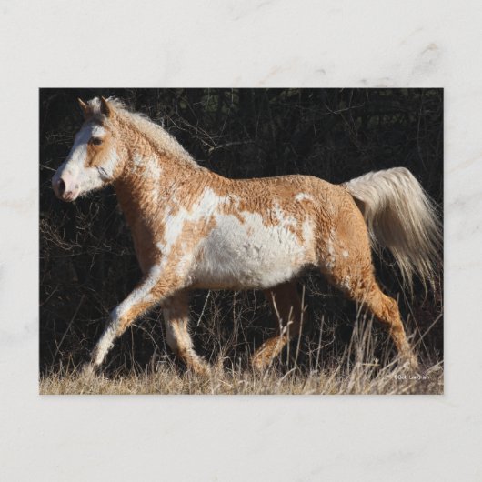 Bob Langrish Bashkir Curly Horse Stallion Walking Briefkaart (Voorkant)