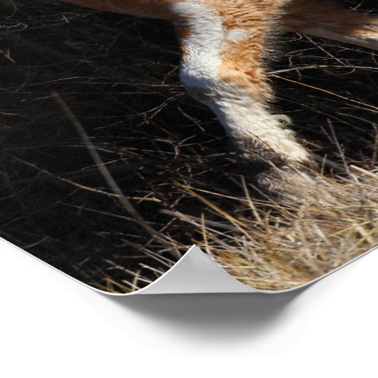 Bob Langrish Bashkir Curly Horse Stallion Walking Poster (Hoek)