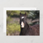 Bob Langrish | Bashkir Curly Mare-headshot Briefkaart (Voorkant / Achterkant)