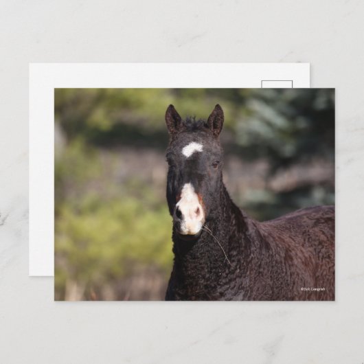 Bob Langrish | Bashkir Curly Mare-headshot Briefkaart (Voorkant / Achterkant)