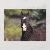 Bob Langrish | Bashkir Curly Mare-headshot Briefkaart (Voorkant)