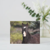 Bob Langrish | Bashkir Curly Mare-headshot Briefkaart (Staand voorkant)