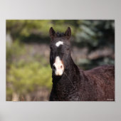 Bob Langrish | Bashkir Curly Mare-headshot Poster (Voorkant)