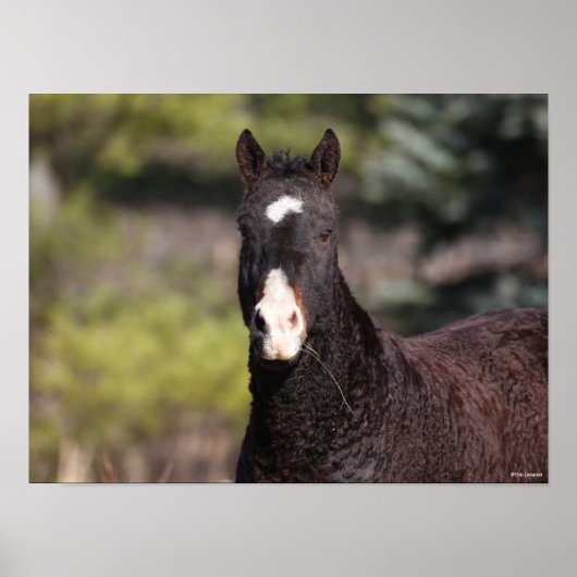 Bob Langrish | Bashkir Curly Mare-headshot Poster (Voorkant)