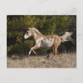 Bob Langrish | Bashkir Curly Stallion Running Briefkaart (Voorkant)