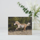 Bob Langrish | Bashkir Curly Stallion Running Briefkaart (Staand voorkant)