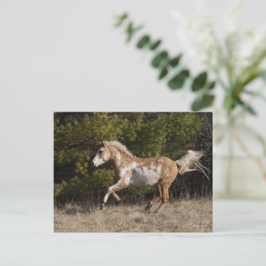 Bob Langrish | Bashkir Curly Stallion Running Briefkaart (Staand voorkant)