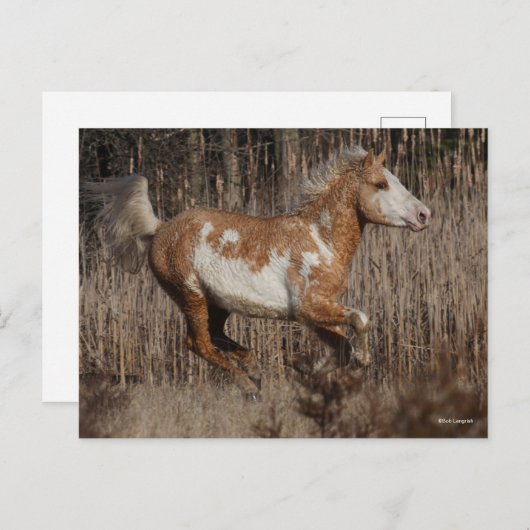 Bob Langrish | Bashkir Curly Stallion Running Briefkaart (Voorkant / Achterkant)