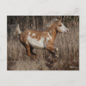 Bob Langrish | Bashkir Curly Stallion Running Briefkaart (Voorkant)