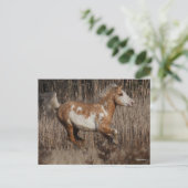 Bob Langrish | Bashkir Curly Stallion Running Briefkaart (Staand voorkant)