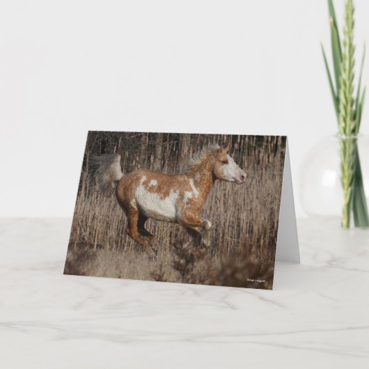 Bob Langrish | Bashkir Curly Stallion Running Kaart (Voorkant)