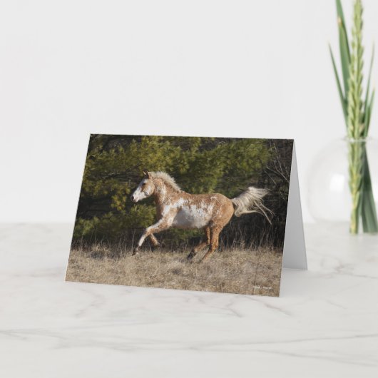 Bob Langrish | Bashkir Curly Stallion Running Kaart (Voorkant)