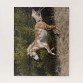 Bob Langrish | Bashkir Curly Stallion Running Legpuzzel (Verticaal)