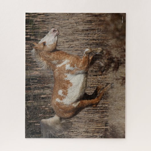 Bob Langrish | Bashkir Curly Stallion Running Legpuzzel (Verticaal)