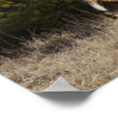 Bob Langrish | Bashkir Curly Stallion Running Poster (Hoek)