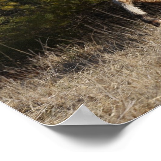 Bob Langrish | Bashkir Curly Stallion Running Poster (Hoek)