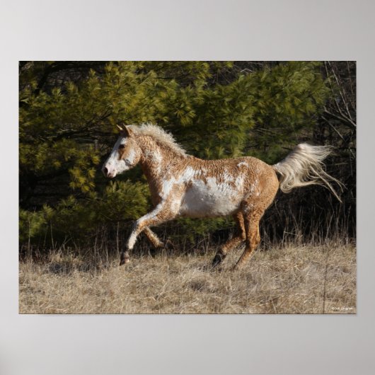 Bob Langrish | Bashkir Curly Stallion Running Poster (Voorkant)