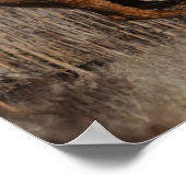 Bob Langrish | Bashkir Curly Stallion Running Poster (Hoek)