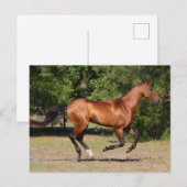 Bob Langrish | Bay Akhal Teke Stallion Running Briefkaart (Voorkant / Achterkant)