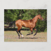 Bob Langrish | Bay Akhal Teke Stallion Running Briefkaart (Voorkant)