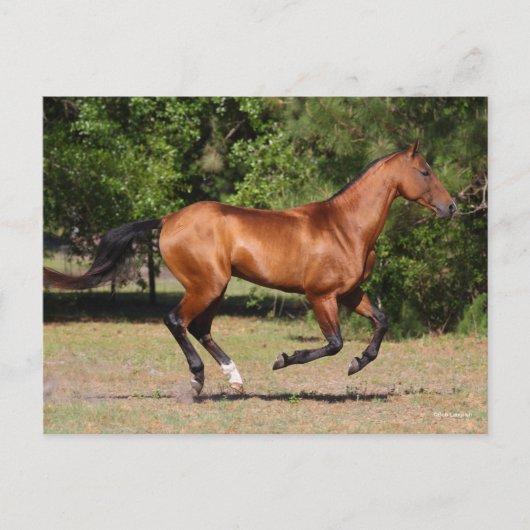 Bob Langrish | Bay Akhal Teke Stallion Running Briefkaart (Voorkant)