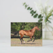 Bob Langrish | Bay Akhal Teke Stallion Running Briefkaart (Staand voorkant)