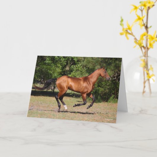 Bob Langrish | Bay Akhal Teke Stallion Running Kaart (Gele Bloem)