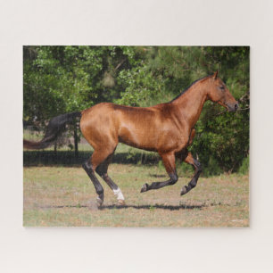 Bob Langrish   Bay Akhal Teke Stallion Running Legpuzzel