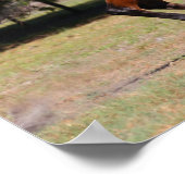 Bob Langrish | Bay Akhal Teke Stallion Running Poster (Hoek)