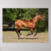 Bob Langrish | Bay Akhal Teke Stallion Running Poster (Voorkant)